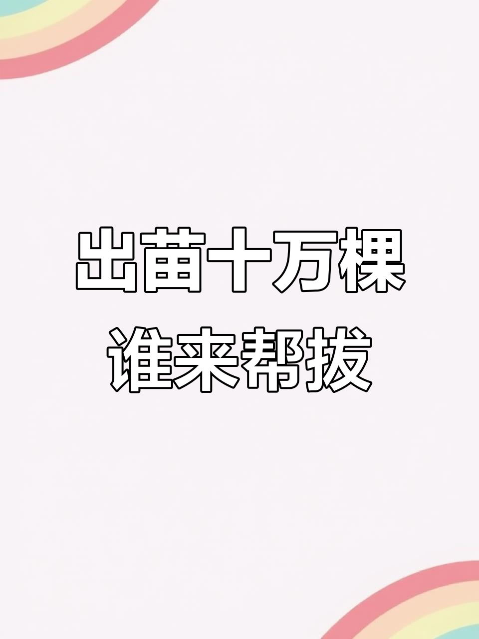 十万株肉桂苗出炉,有谁愿意帮忙拔?