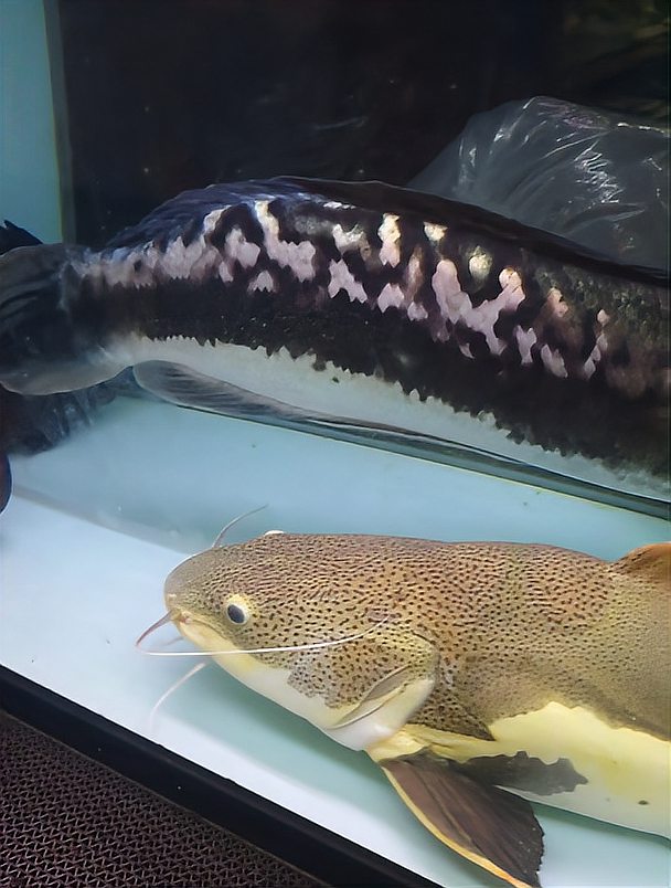全国最大水族市场，广州花鸟鱼虫市场，各种观赏鱼，猫狗乌龟小鸟