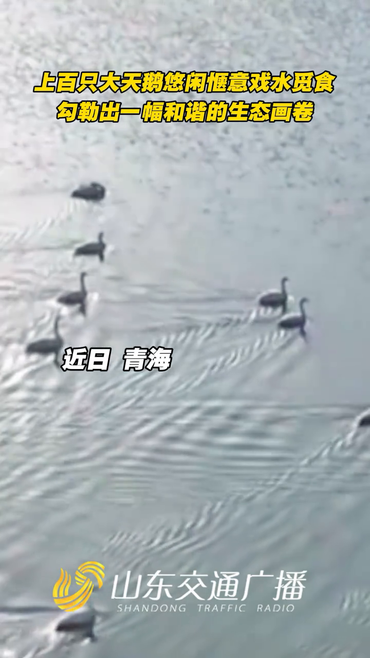 上百只大天鹅悠闲惬意地戏水觅食,勾勒出一幅和谐的生态画卷