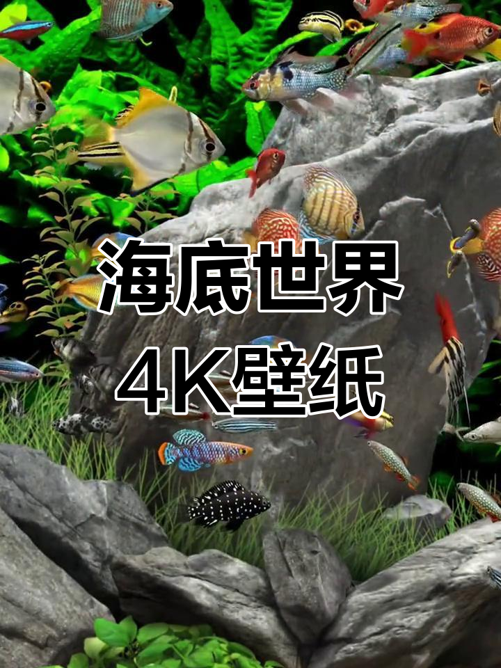 神奇海底世界,4K动态壁纸带你领略大自然的魅力