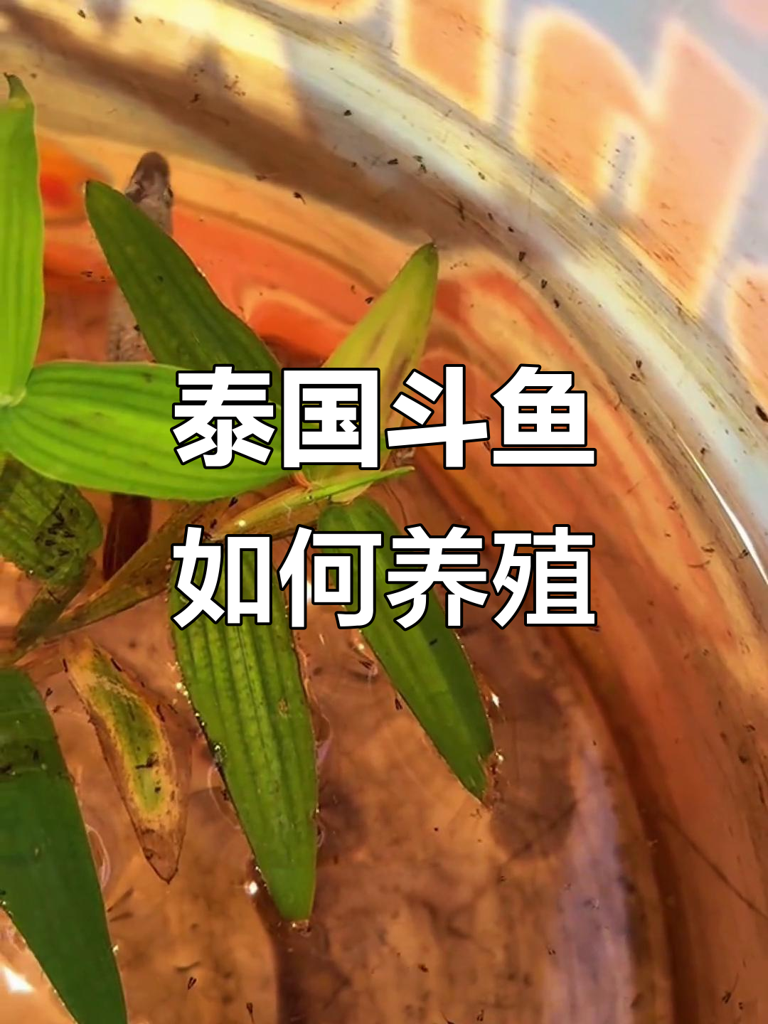 泰国斗鱼繁殖全攻略,轻松搞定!