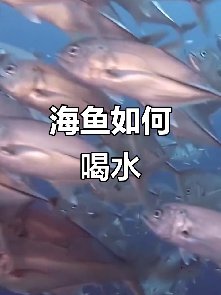 海水那么咸,鱼是怎么喝到淡水的?揭秘海洋生物的生存秘诀
