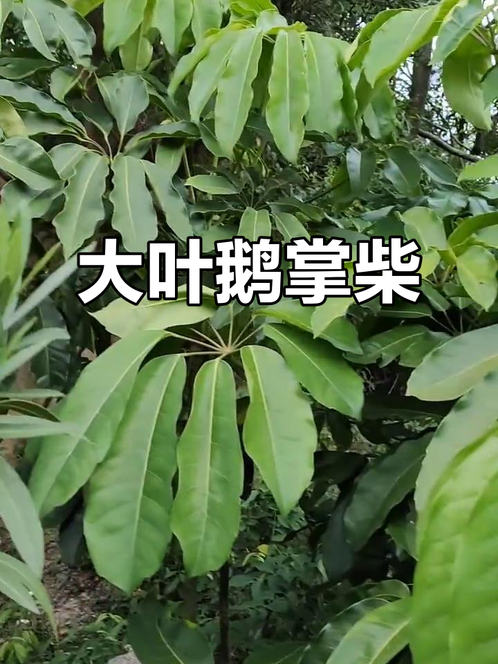 澳洲鸭脚木：大叶如扇，独特个性尽显