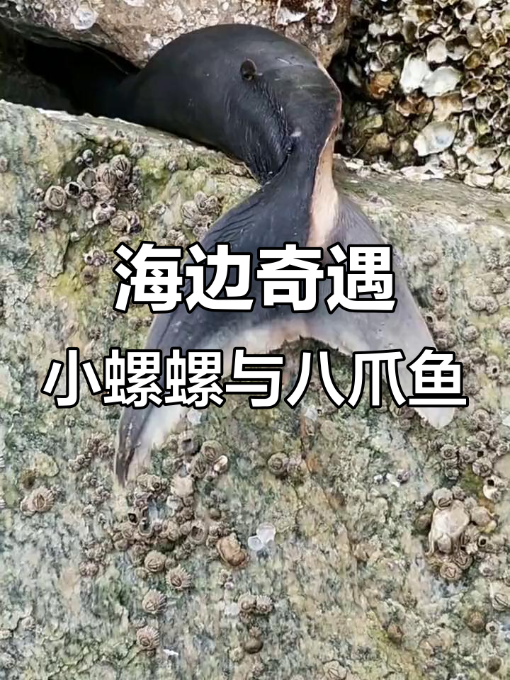 石头上的小螺螺和八爪鱼,海贝怪角大揭秘