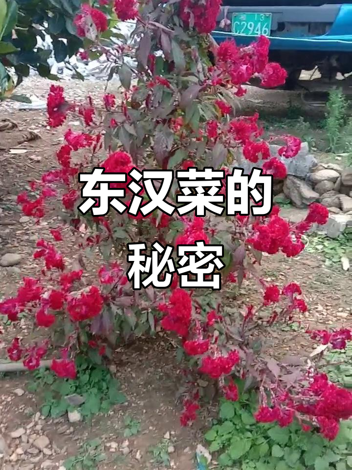鸡冠花其实是苋菜,云南人称它为“东汉菜”,有趣又形象