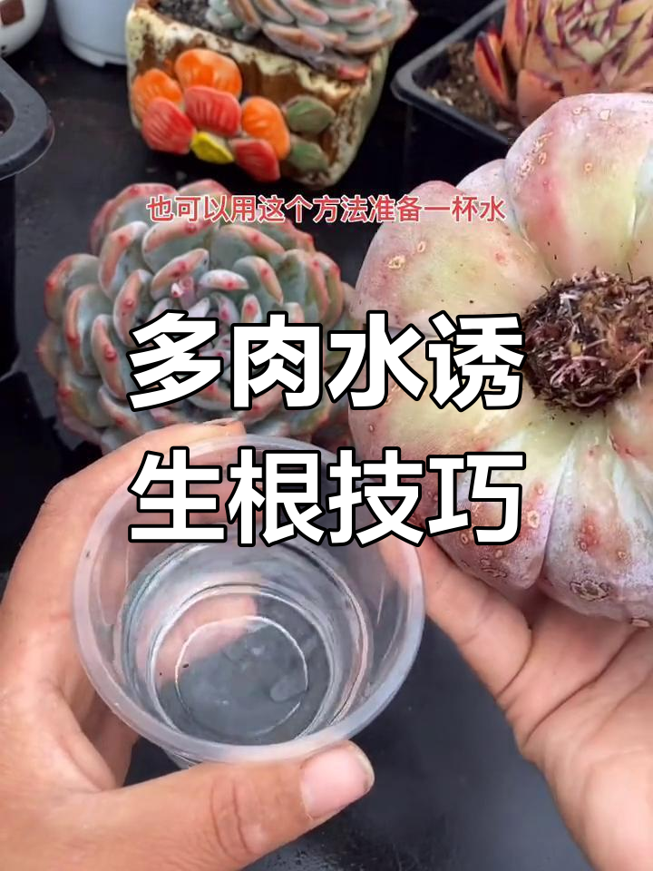 水诱法让多肉快速生根，简单又实用