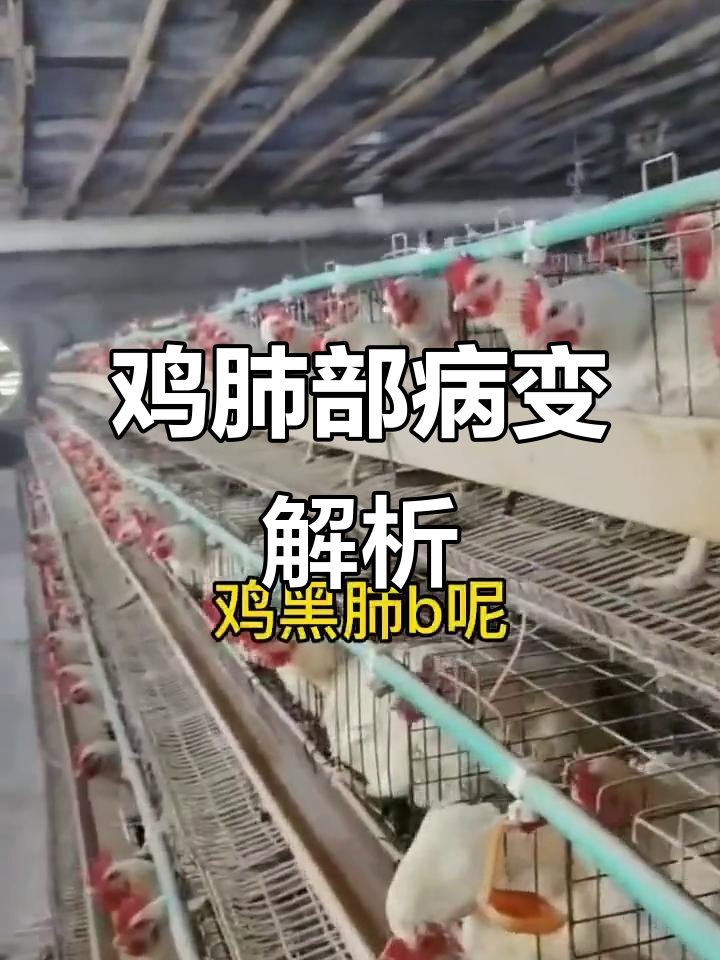 鸡肺变黑,肝脏受损,咳嗽呼噜声背后隐藏的真相