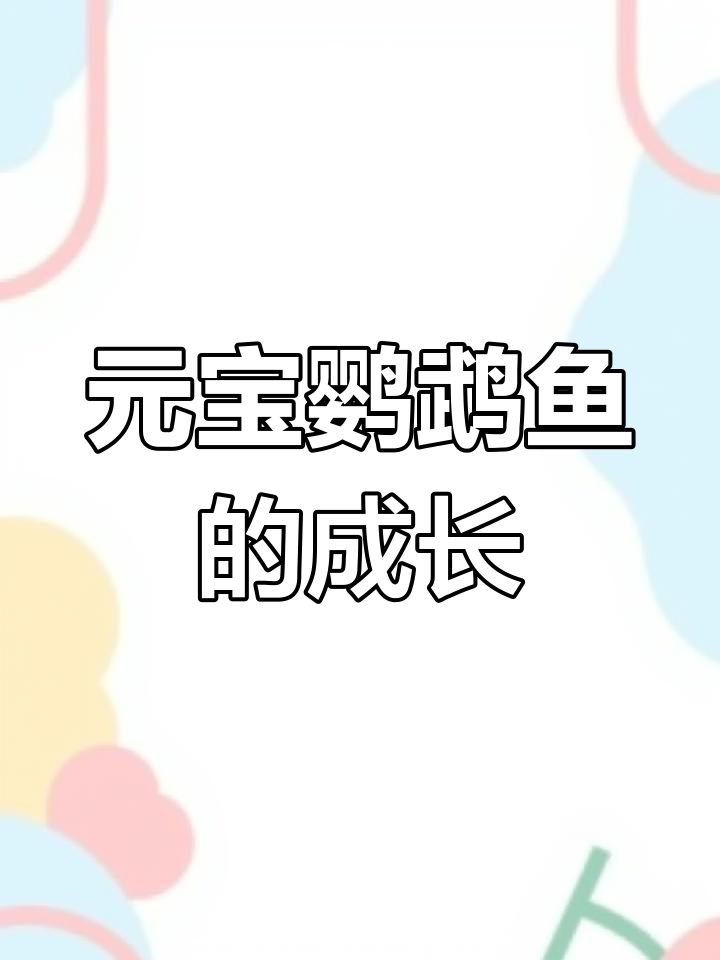 元宝鹦鹉鱼能长多大?