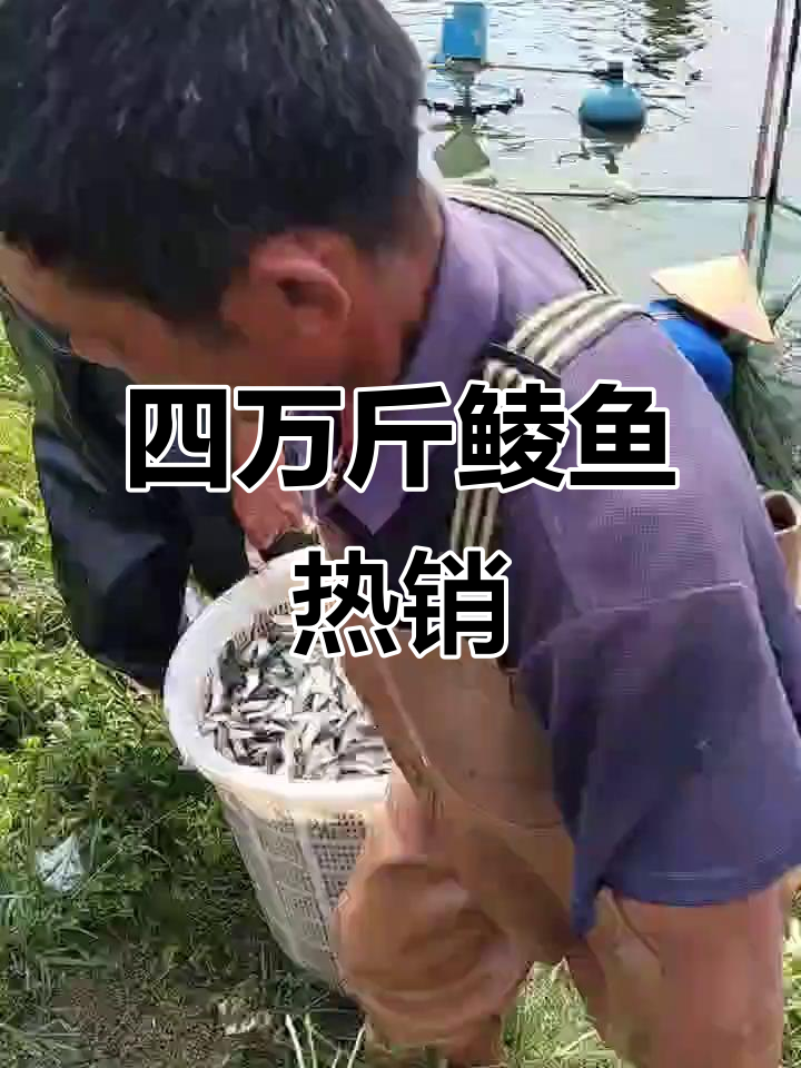 20到60头鲮鱼,4元一斤卖四万多斤,生意火爆