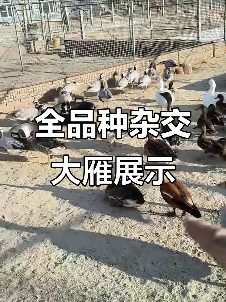 品种齐全的精品大雁,白飞鹅与黑嘴鸿雁齐舞