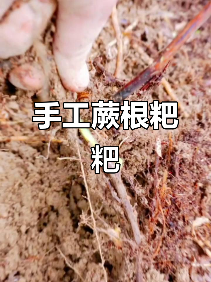 深山蕨菜根,手工制作绿色粑粑,大自然的馈赠美味