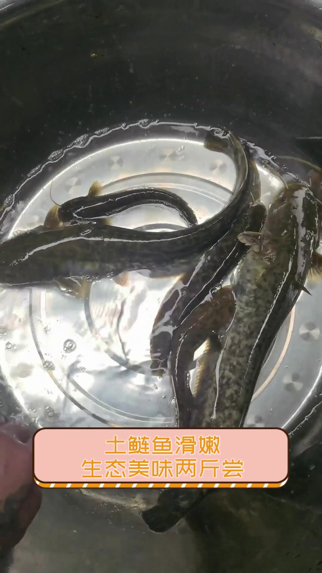 土鲢鱼滑嫩,生态美味两斤尝