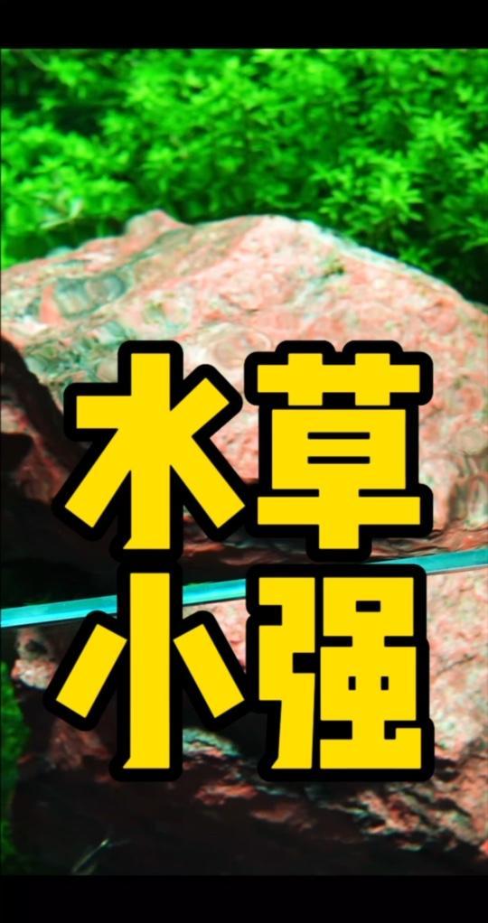 今天跟大家安利一款非常好养的水草!水草缸 水族 造景 鱼缸里的大自然