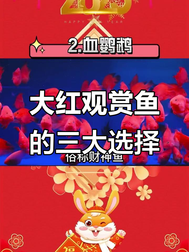 过年养这三种大红色观赏鱼，寓意好运连连
