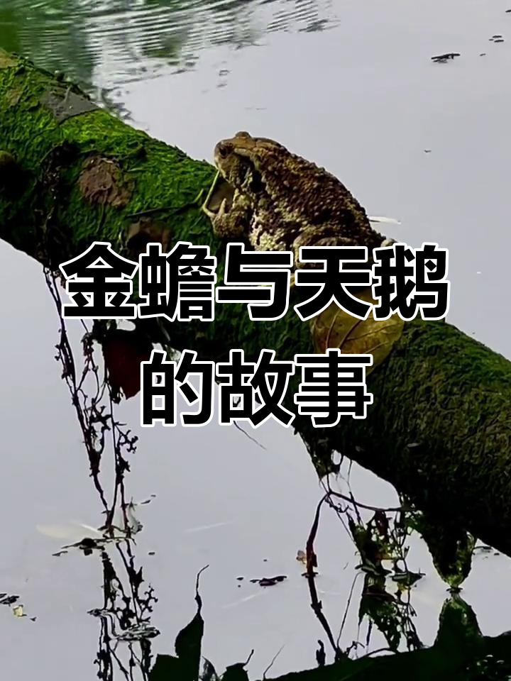 天鹅化身金蟾,云外仙境的神秘奇观