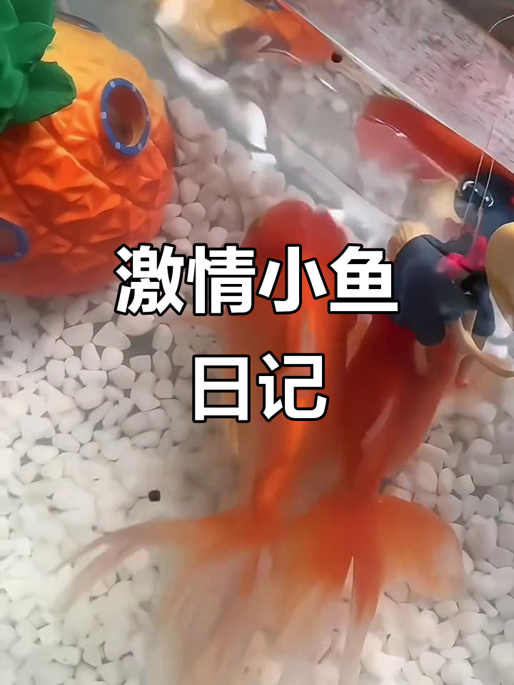 小鱼与大鱼的激烈追逐，倒立翻飞惊险连连