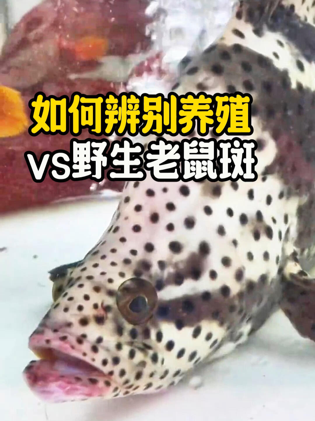 3招学会辨别养殖和野生老鼠斑