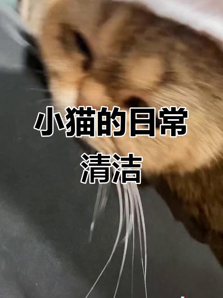 泡芙的可爱日常:免洗手套让猫咪更干净,小眼神太萌了