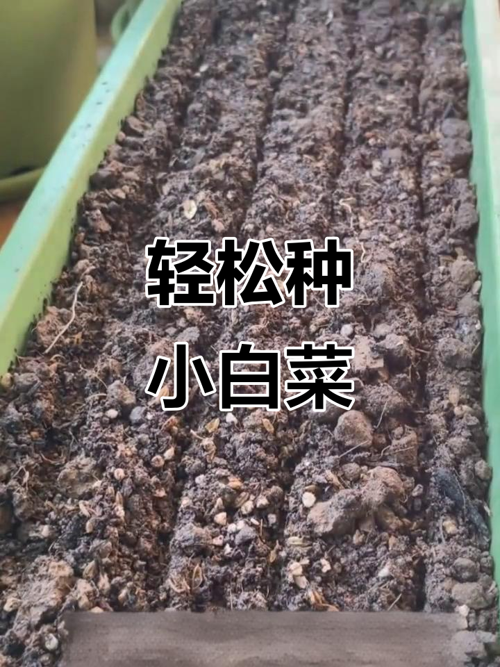 小白菜种植技巧:从疏松土地到采收,七天左右就能吃到美味蔬菜