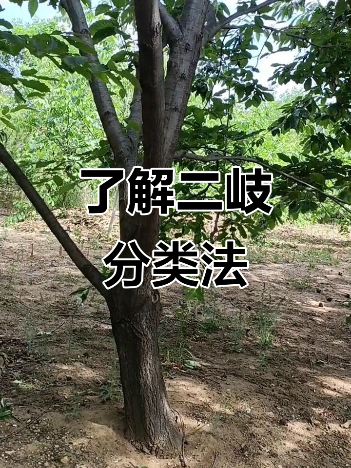 二岐分类法揭秘:如何区分树与草、水生与陆地植物