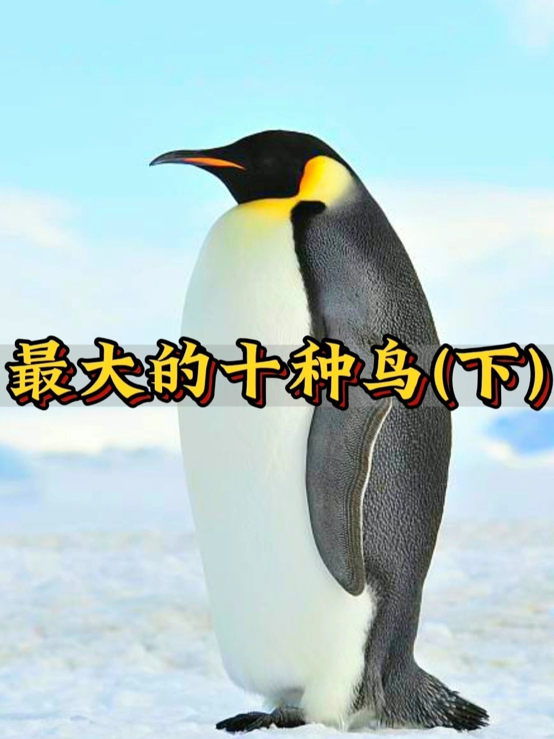 世界十大巨鸟(下)