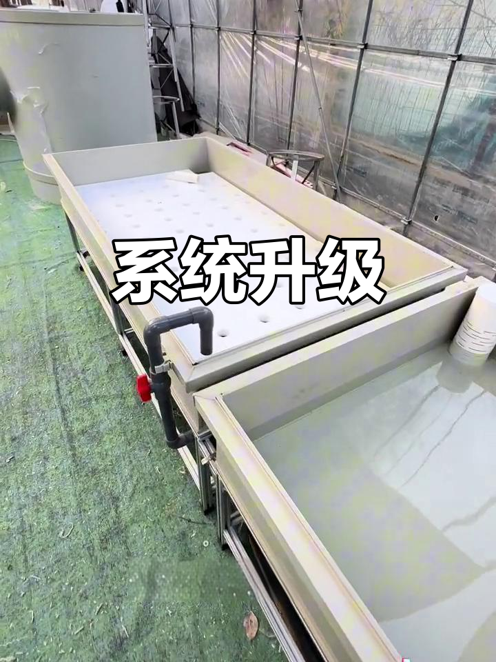 持续优化鱼菜共生系统,让更多人轻松参与!