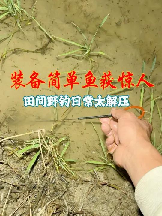稻田夜钓收获满满 田间户外沉浸式抓鳝鱼，体验乡村乐趣，想看更多打野抓货日常，记得点赞收藏不