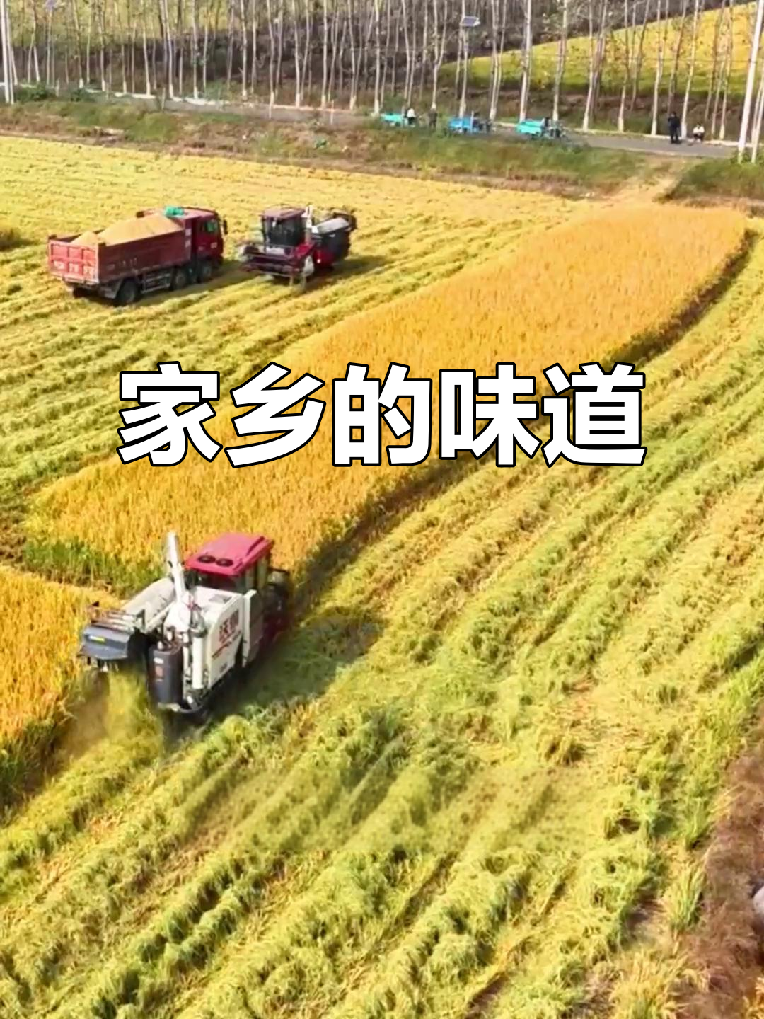 赣榆老乡,回家收稻谷!煎饼、啤酒等你来享