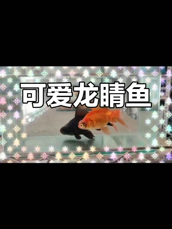 龙睛金鱼:萌态与养护
