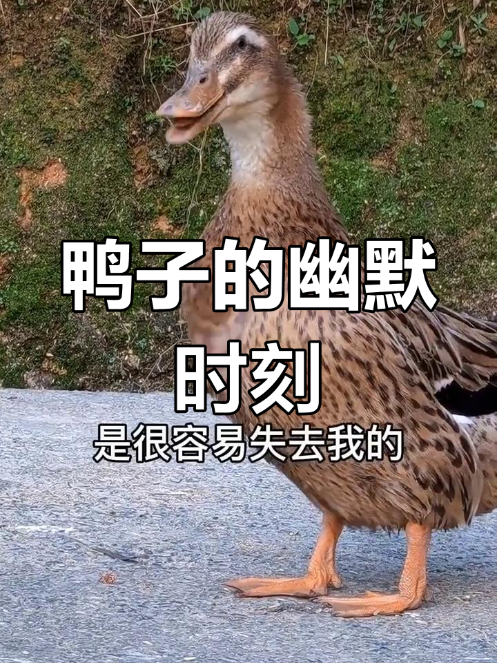 鸭子搞笑日常,消息半天不回让人笑疯了