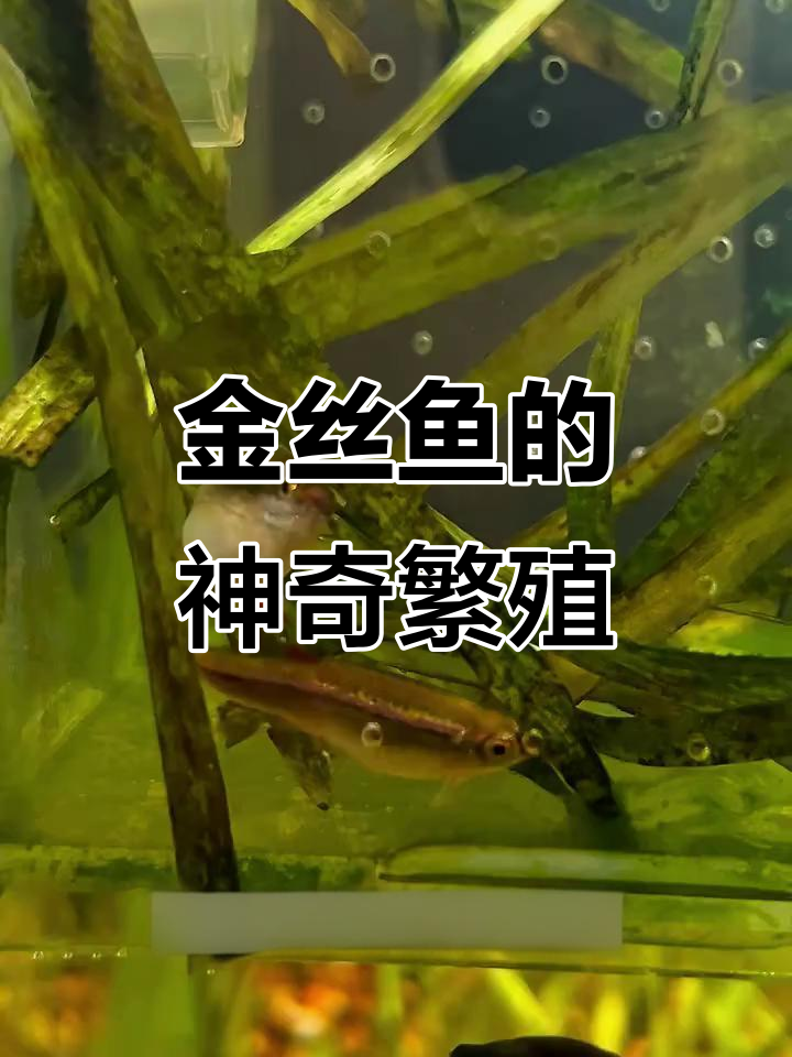 白银金丝鱼产卵过程揭秘,竟然能憋几个月!