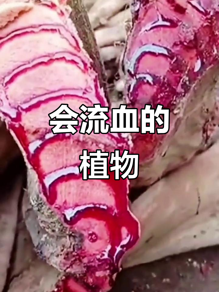 鸡血藤:砍断后流出红色汁液,竟能煮出“鸡汤”