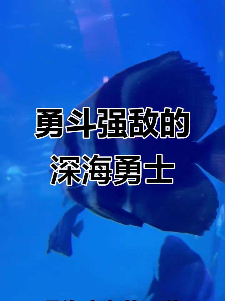深海猛鱼圆眼燕,敢挑战大块头!
