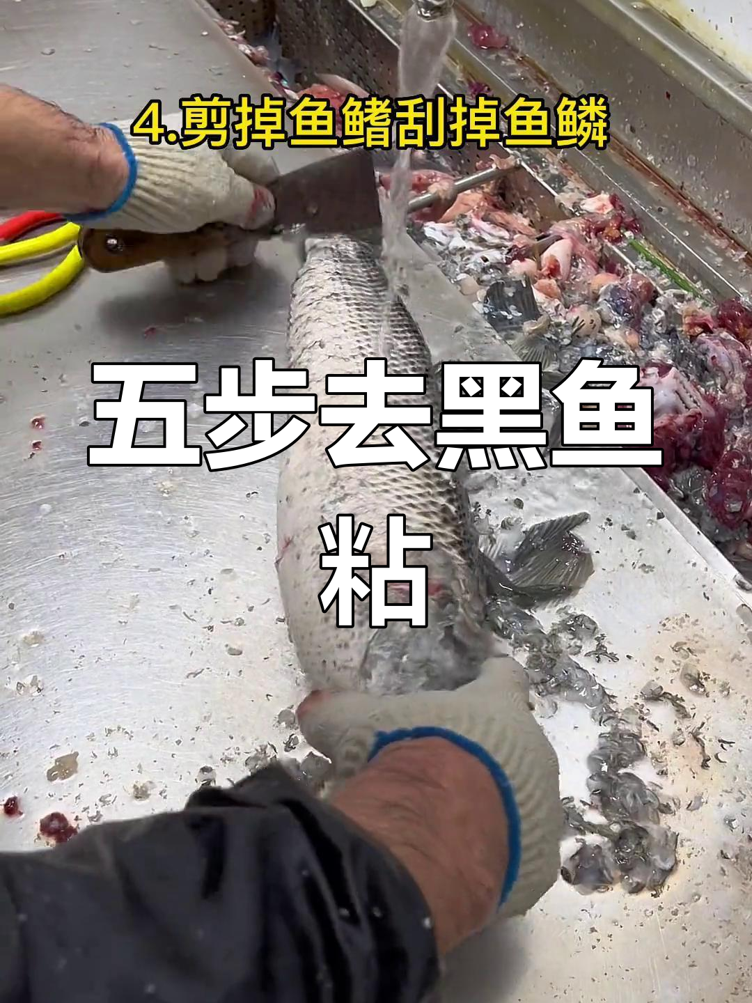 黑鱼粘液轻松去除,五步搞定杀鱼