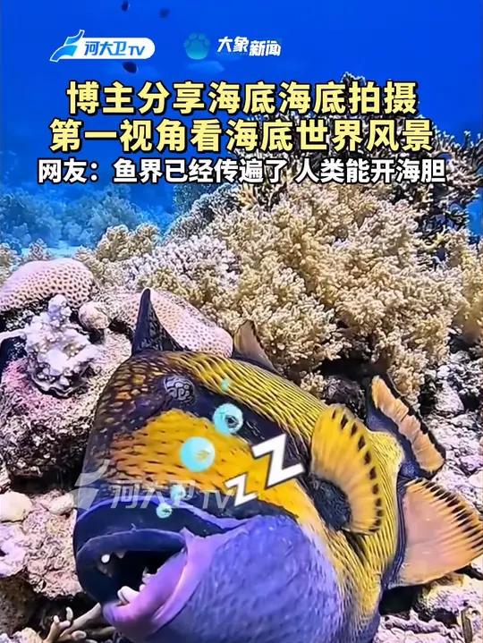 博主@胆哥爱潜水 分享海底海底拍摄,第一视角看海底世界风景,网友:鱼界已经传遍了 人类能开