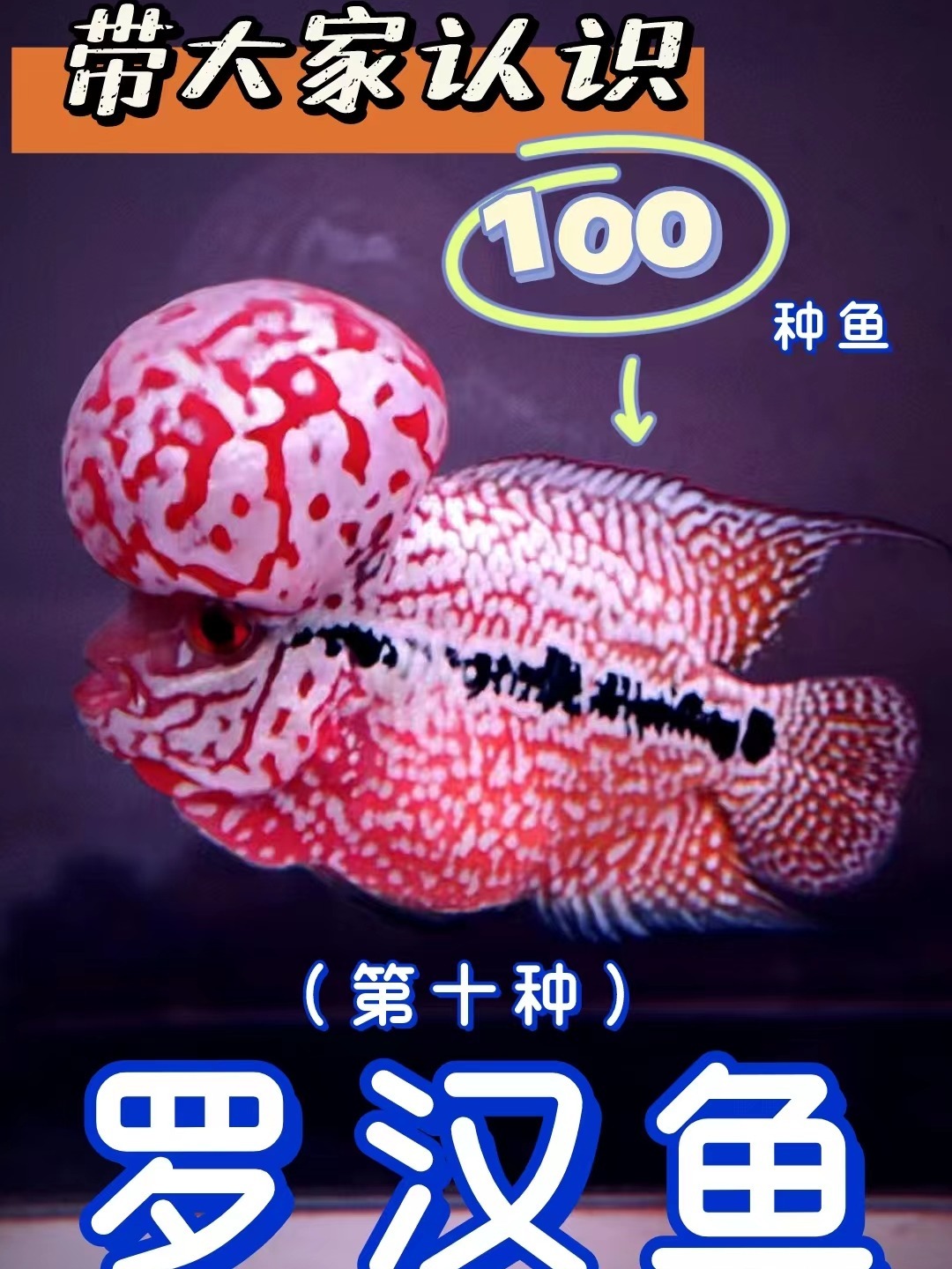 看一眼就很治愈的鱼丨认识最萌观赏鱼