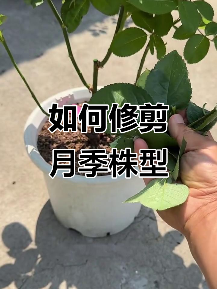 月季高脚基重塑技巧,轻松降低高度