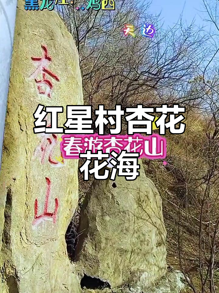 黑龙江鸡西红星村杏花山,花开时节捕捉自然美景