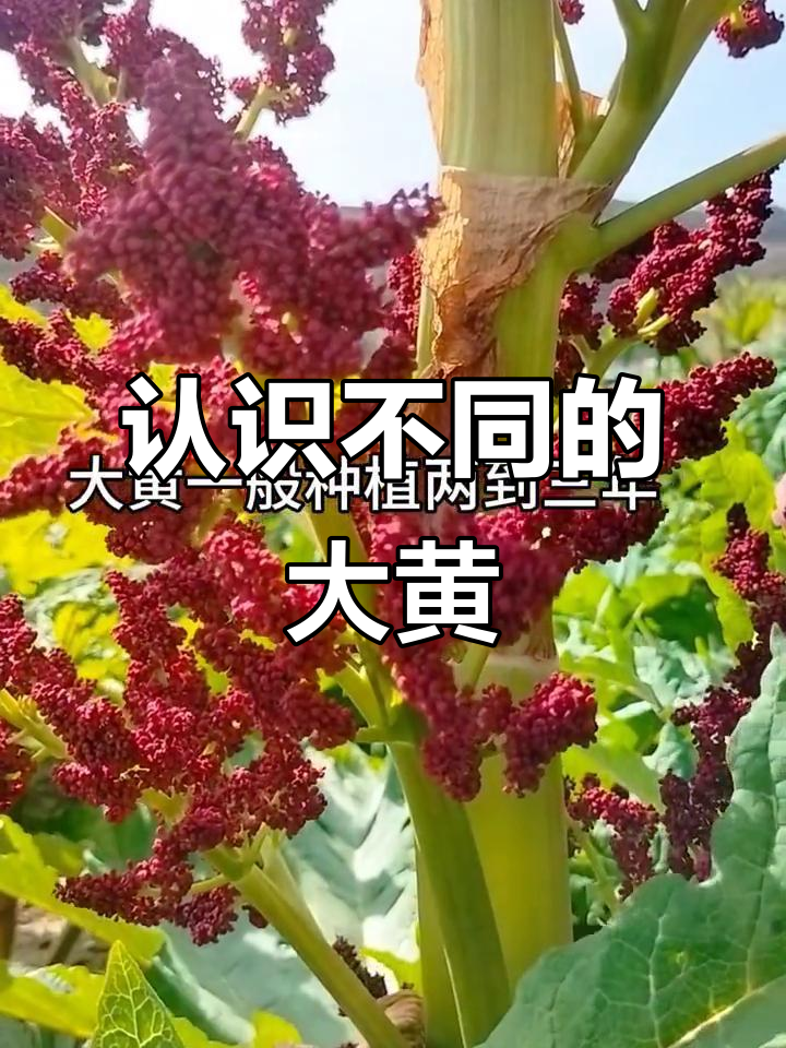 大黄品种揭秘:三种大黄你了解吗?