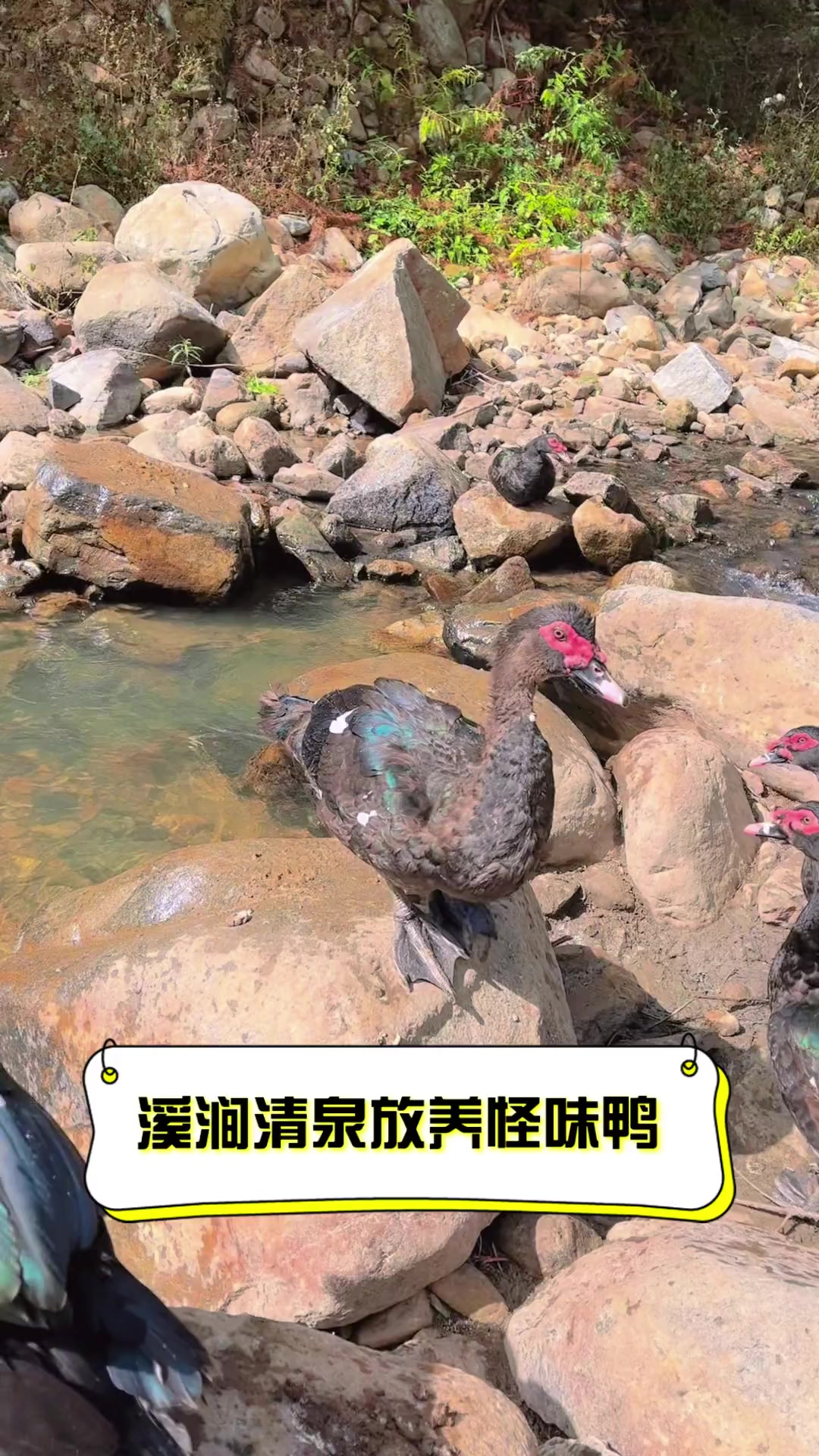 溪涧清泉放养怪味鸭