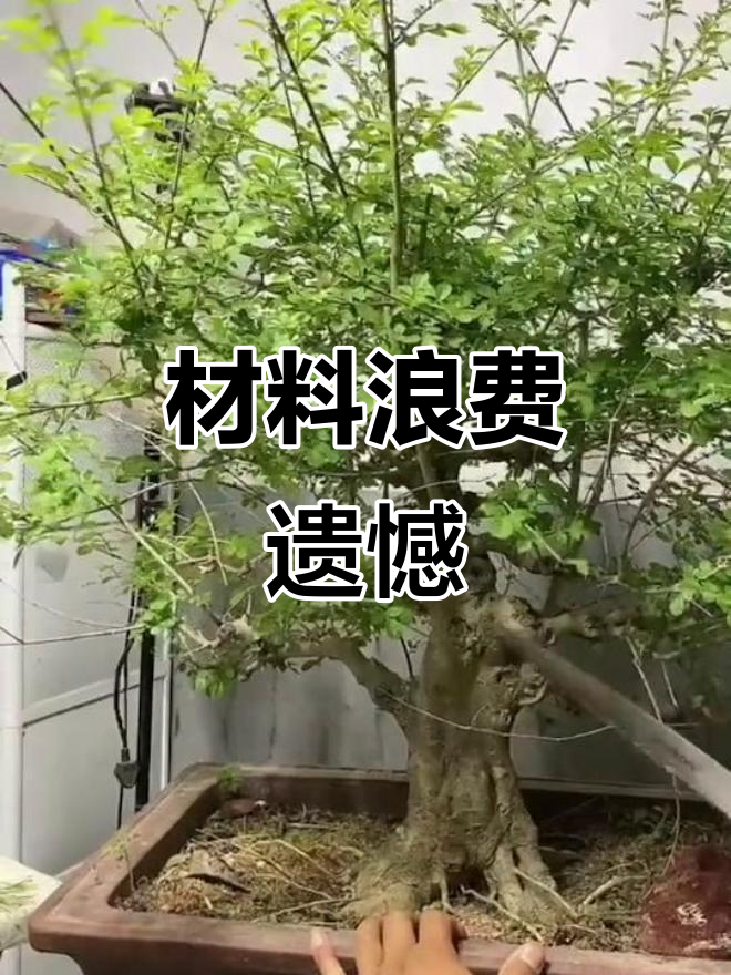 原本是成品,现在却成了素材,鸡爪枝浪费可惜!