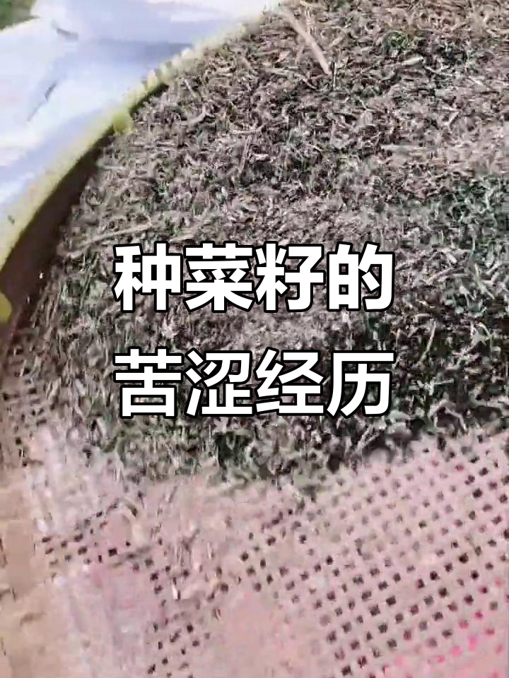 第一次种菜籽,真是太难了!再也不想尝试了