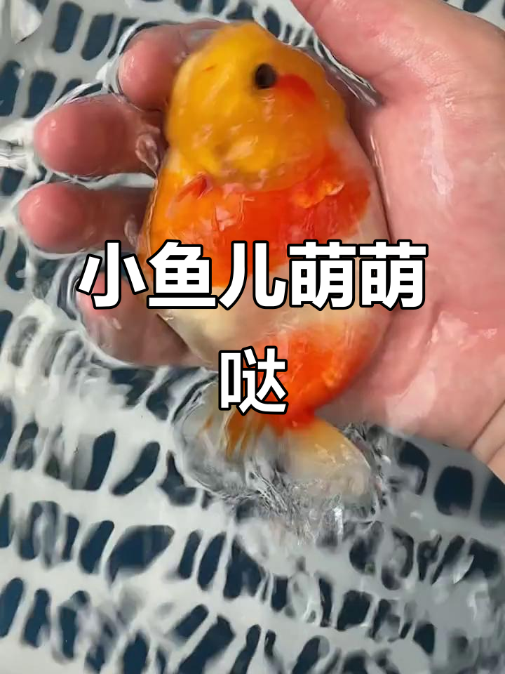 神仙鱼小鱼儿,红眉毛大眼睛萌态十足