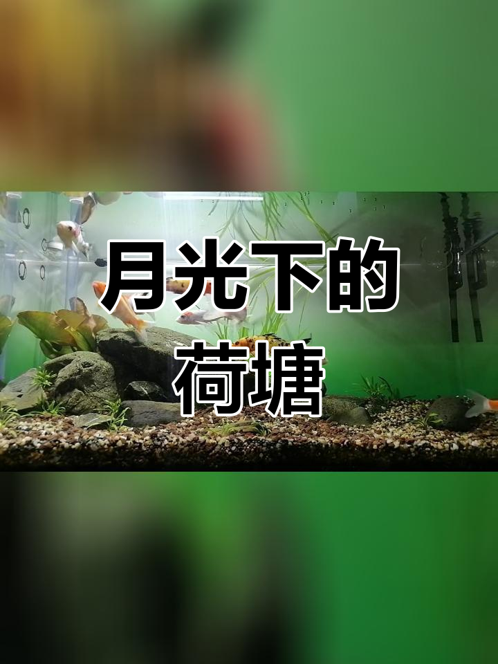 荷塘月色鱼缸造景,锦鲤与睡莲共舞