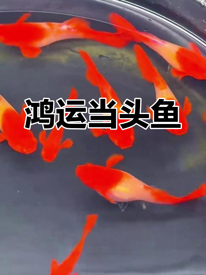红头孔雀鱼:鸿运当头的象征,养在家里红火又吉祥