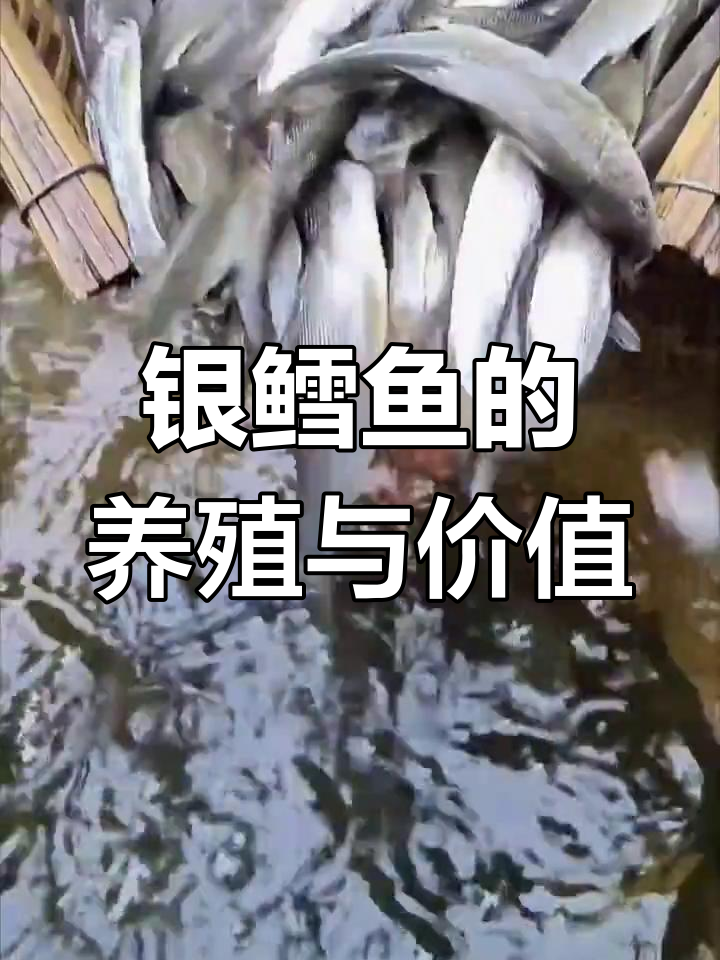 银鳕鱼:营养丰富的淡水草食性鱼类