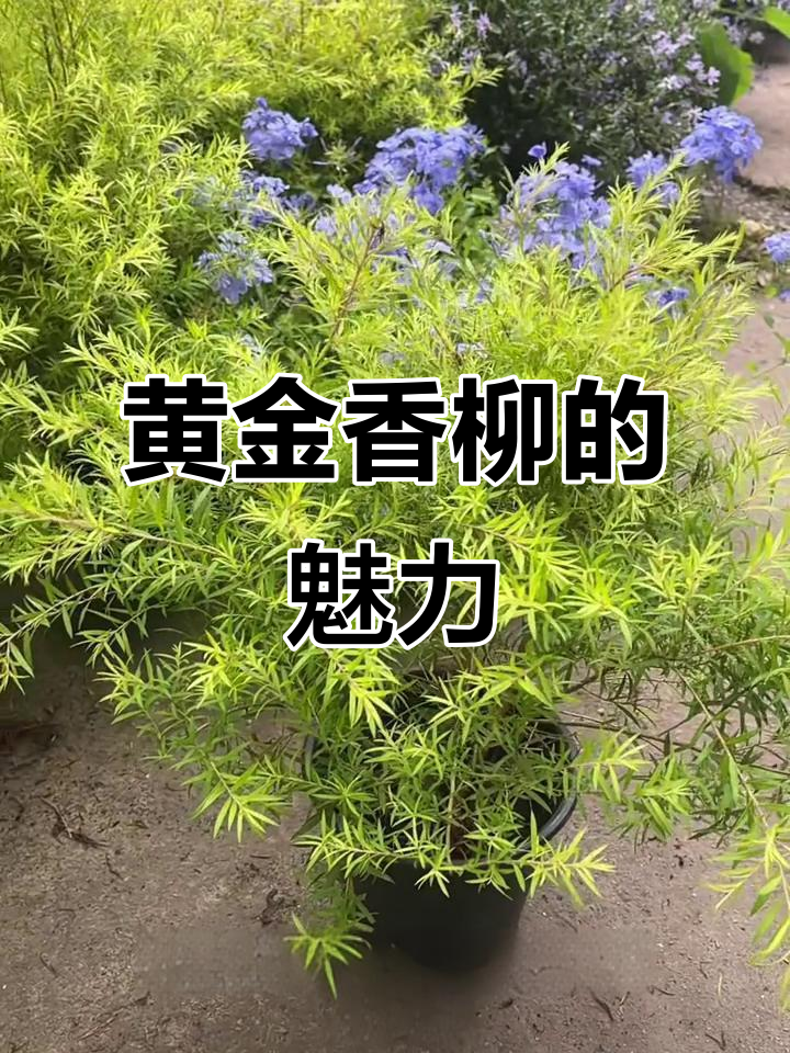 黄金香柳:观叶植物,香气扑鼻,适合餐厅与蛋糕店装饰