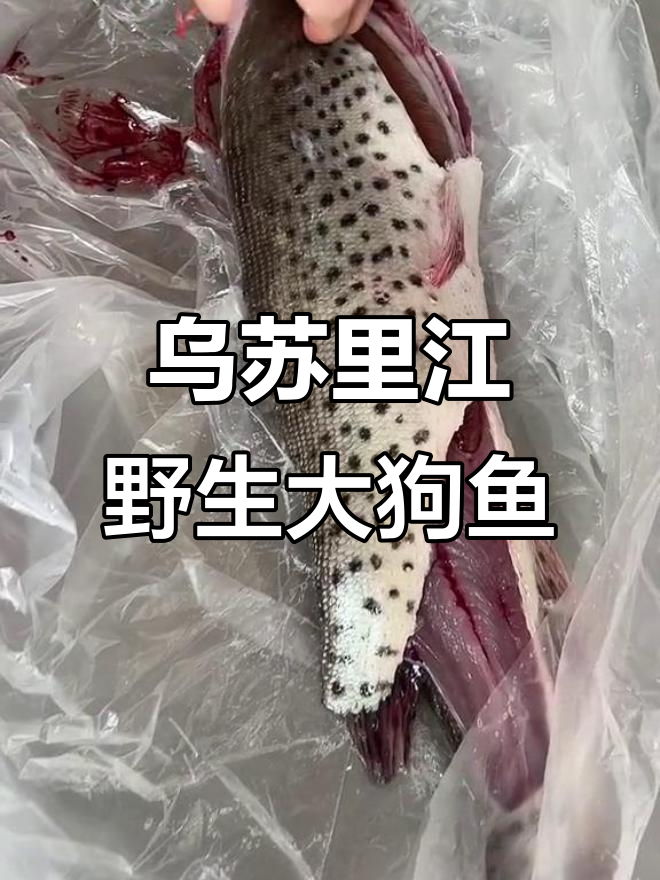 乌苏里江野生黑斑狗鱼,鲜美营养的纯姜鱼籽