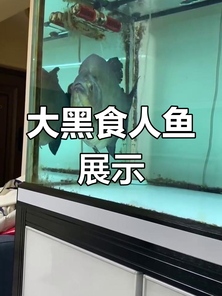 秘鲁大黑食人鱼:完美体型与状态