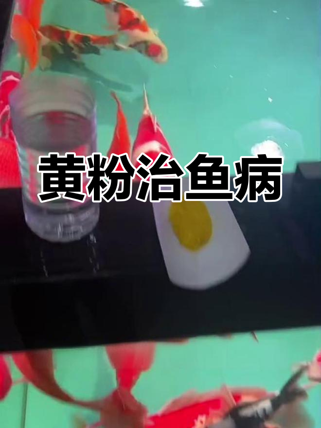 锦鲤细菌性疾病治疗:黄粉使用技巧与注意事项